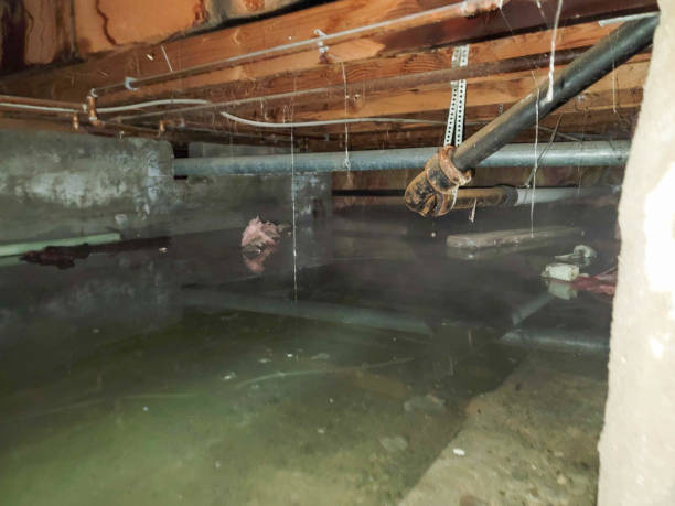 Best Water damage cleanup near me  in South Bound Brook, NJ